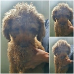 경기 남양주 화도읍에서  푸들 발견 보호