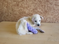 전남 순천 순천만에서 강아지 발견 보호