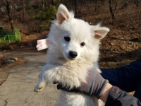 경기 광주시 남한산성 세계유산센터에서 스피츠 발견 보호