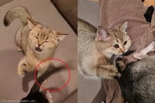강아지 오빠한테 뚜까 맞는(?) 고양이 동생..이게 뭐다냥!