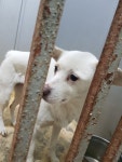경기 평택 남산로에서 강아지 발견 보호