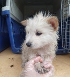 울산 울주 온양읍에서 강아지 발견 보호