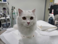 경기 수원 영통구 매원고 삼거리에서 터키시 앙고라 고양이 발견 보호