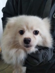 경기 평택 청룡동에서  포메라니안 발견 보호