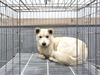 경기 여주 가남읍에서 강아지 발견 보호