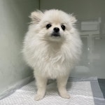 대구 중구 삼덕동3가에서  포메라니안 발견 보호