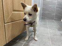 서울 강동구 성내동에서 강아지 발견 보호