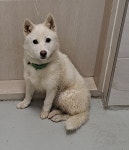 경북 영천 오미삼거리에서 강아지 발견 보호