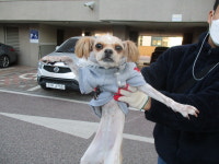 강원 동해시 효가동 동아더프라임에서 강아지 발견 보호