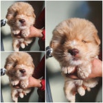 경기 남양주 화도읍에서 강아지 발견 보호