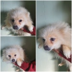 경기 남양주 진건읍에서  스피츠 발견 보호