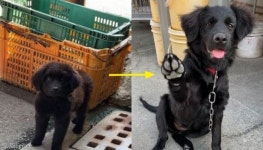 떠돌이개라고 천대받던 멍멍이, 가족 생긴 뒤 보여준 찐 웃음