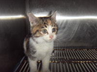 전북 전주 남양황실아파트에서 삼색 어린 고양이 발견 보호..차 보닛에서 구조