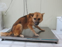 경기 가평 승안빌라에서 강아지 발견 보호