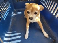 전남 고흥 도덕면에서 강아지 발견 보호