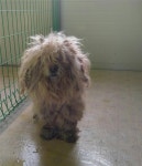 전북 부안 상서에서 곱슬 강아지 발견 보호