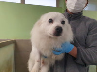 강원 춘천시 청소지원센터에서 스피츠 발견 보호