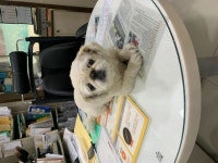 서울 용산구 원효로 2가 공사장에서 페키니즈 발견 보호