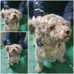 경기 남양주 화도읍에서  푸들 발견 보호