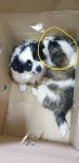 전북 군산 개정면에서 강아지 발견 보호