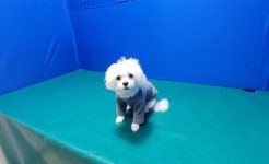 경북 경산 대구대 정문에서 말티즈 발견 보호
