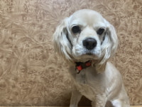 전남 순천 팔마 펫마트에서 코카 스파니엘 발견 보호