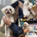 충남 당진시 신평면 하수처리장에서 말티즈 발견 보호