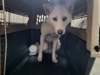 부산 기장 차성로에서 강아지 발견 보호