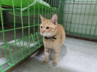 포항운하 수로에서 건져올린 고양이