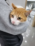 전북 정읍 정읍남초에서  한국 고양이 발견 보호