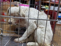 경북 문경 모전실버홈타운에서 강아지 발견 보호