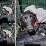 경기 남양주 화도읍에서 강아지 발견 보호