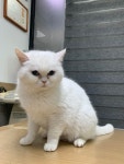 경기 부천 덕유마을2단지에서 터키시 앙고라 고양이 발견 보호