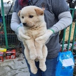 울산 울주 울산유기동물보호센터에서 진돗개 발견 보호