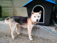 경남 사천 동금119에서 강아지 발견 보호..목줄 괴사 상처