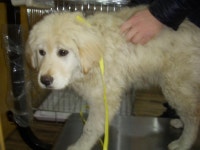 경기 오산 경기대로868-12에서 강아지 발견 보호