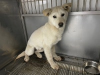 인천 서구 마전동산97-1에서 강아지 발견 보호
