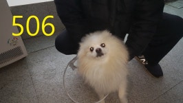 인천 계양 방축동에서  스피츠 발견 보호