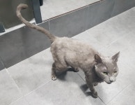 부산 서구 구덕로에서  러시안 블루 발견 보호