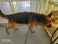 전남 보성 벌교에서 셰퍼드 발견 보호