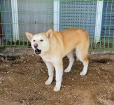 경기 파주 노을빛공원 안에서 강아지 발견 보호