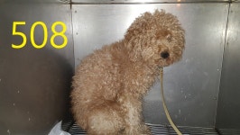 인천 계양 다남공원주변에서  푸들 발견 보호