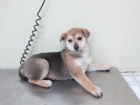 경기 가평군청에서 강아지 발견 보호