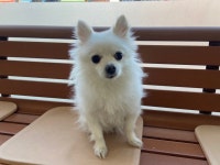 인천 서구 신현동291에서 강아지 발견 보호