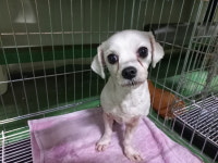 경남 진주시 하대동 탑마트 부근에서 말티즈 발견 보호