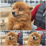 경기 남양주 진접읍에서 강아지 발견 보호