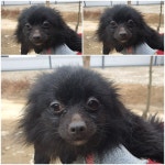 경기 남양주 진접읍에서  치와와 발견 보호