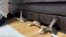 똥꼬발랄 아깽이들의 전력질주...빨리 소파 밑으로 숨어!!