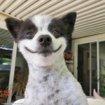 입꼬리 올라간 미소로 누리꾼 마음 사로잡은 24시간 웃는 강아지