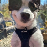 입꼬리 올라간 미소로 누리꾼 마음 사로잡은 24시간 웃는 강아지